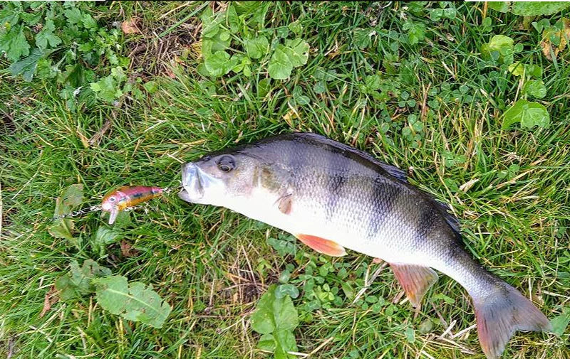 Mixed Fishing Lure Kits Crankbait